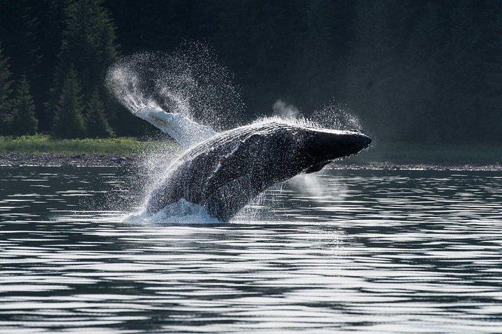 Hoonah Whale-Watching Cruise - Photo 1 of 11